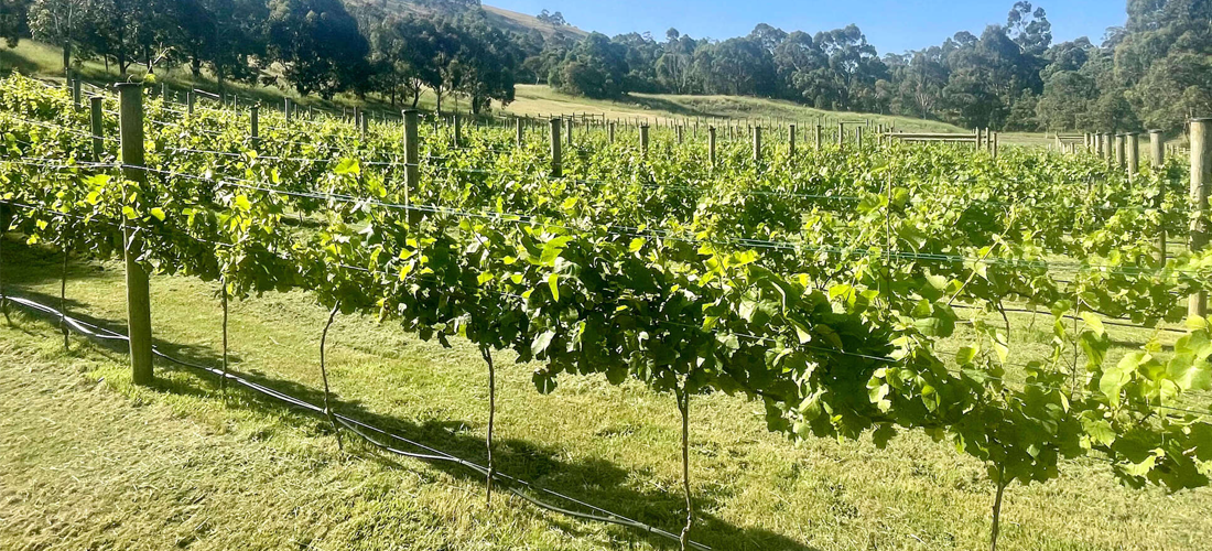Northern Hope Winery vineyards 